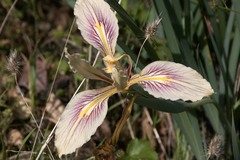 Iris fernaldii