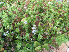 Chromolaena sinuata