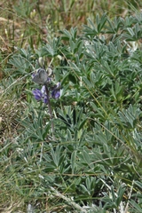 Icaricia icarioides missionensis