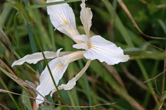 Iris fernaldii