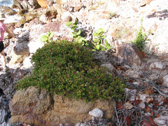 Chromolaena sinuata