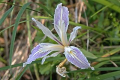 Iris fernaldii