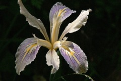 Iris fernaldii