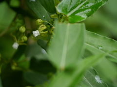 Cynanchum dalhousiae