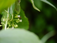 Cynanchum dalhousiae
