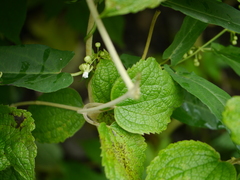 Cynanchum dalhousiae
