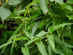 Cynanchum dalhousiae