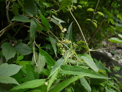 Cynanchum dalhousiae