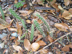 Opuntia repens
