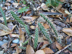Opuntia repens
