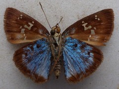 Quadrus cerialis