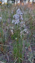 Androtrichum trigynum