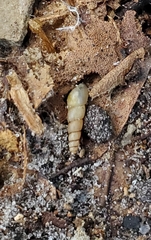 Opeas pyrgula