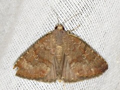 Amyna axis