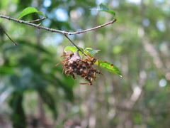 Mischocyttarus phthisicus