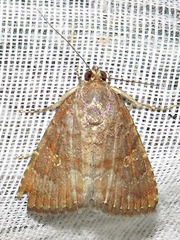 Amyna axis