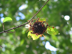 Mischocyttarus phthisicus