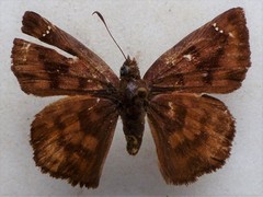 Nisoniades ephora
