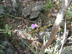 Psychilis macconnelliae