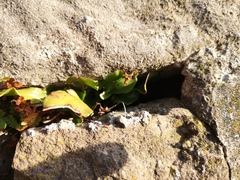 Asplenium scolopendrium