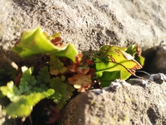 Asplenium scolopendrium