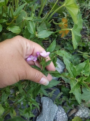 Epilobium algidum