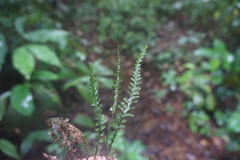 Trichomanes killipii