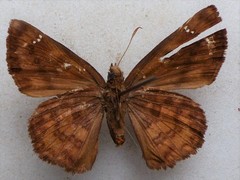Nisoniades ephora