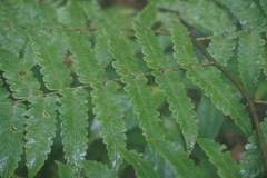 Cyathea petiolata