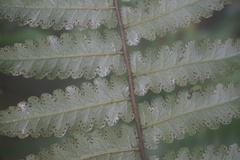 Cyathea petiolata