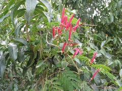 Ipomoea repanda