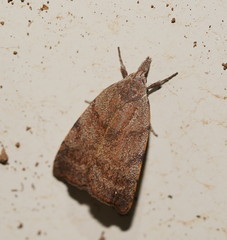 Tortricopsis semijunctella