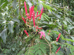 Ipomoea repanda