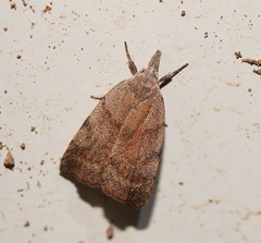 Tortricopsis semijunctella