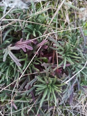 Ajuga chamaepitys