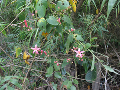 Ipomoea repanda