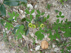 Crotalaria lotifolia