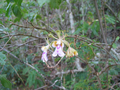 Psychilis macconnelliae