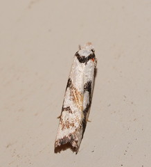 Cosmaresta anarrecta