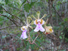 Psychilis macconnelliae