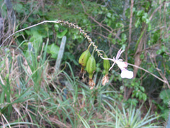 Psychilis macconnelliae