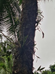 Epidendrum buenaventurae