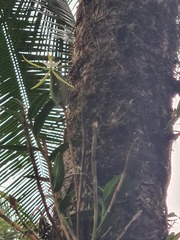 Epidendrum buenaventurae