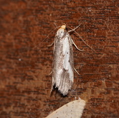 Philobota acropola