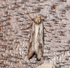 Philobota acropola