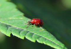 Synolabus nigripes