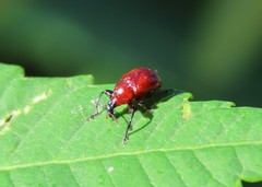 Synolabus nigripes