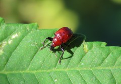 Synolabus nigripes