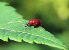 Synolabus nigripes