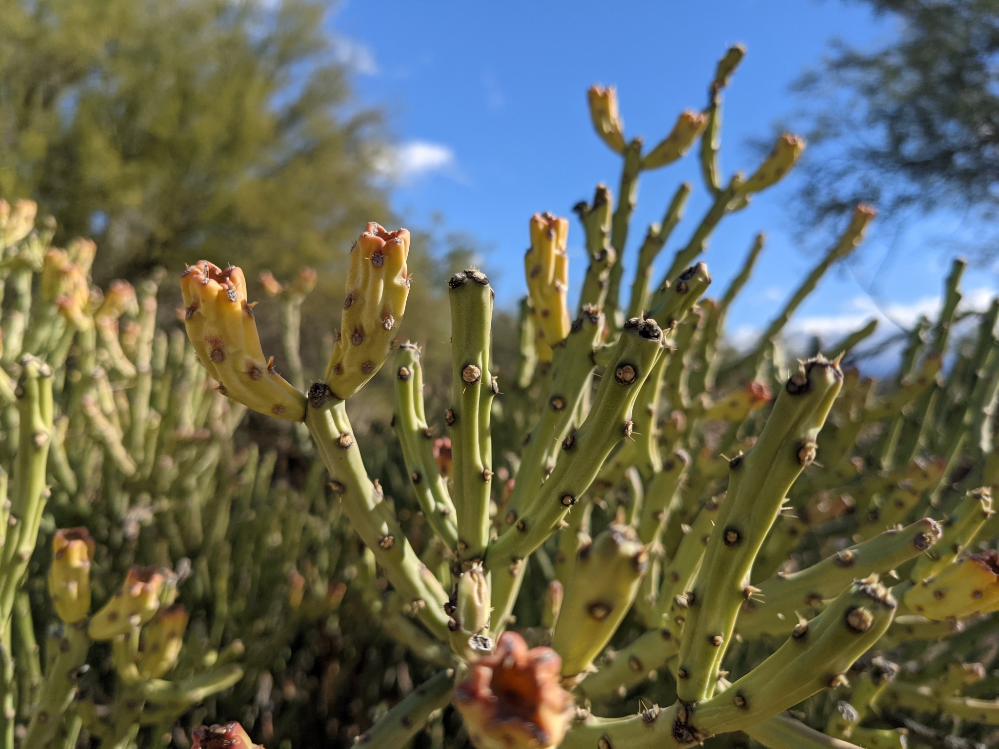 Cylindropuntia arbuscula